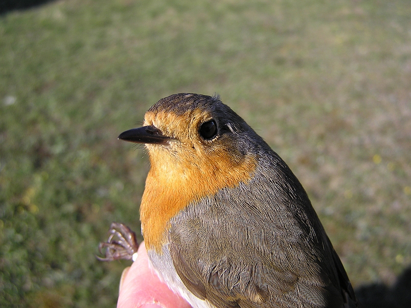 European Robin, Sundre 20070503